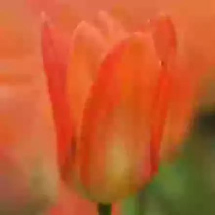 Fosteriana Tulips